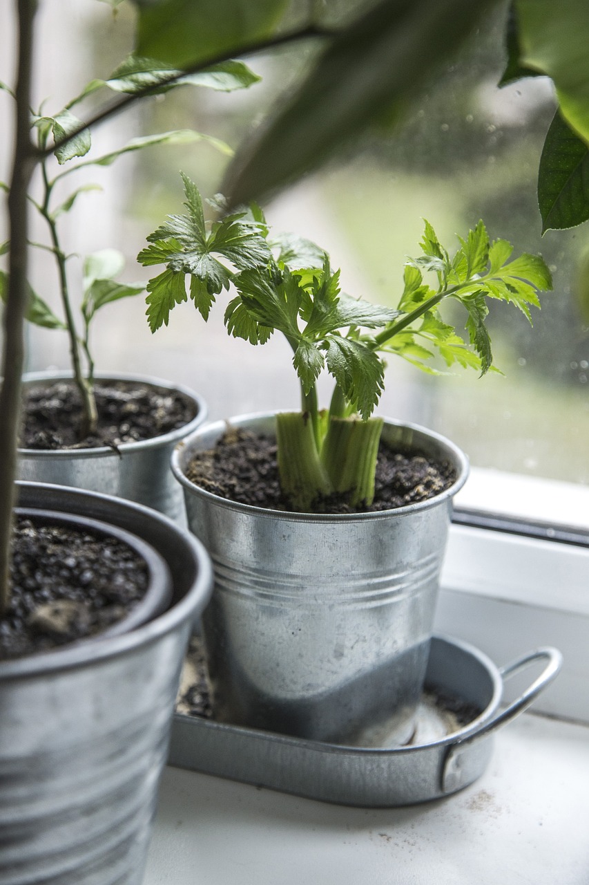 Indoor Herb Garden