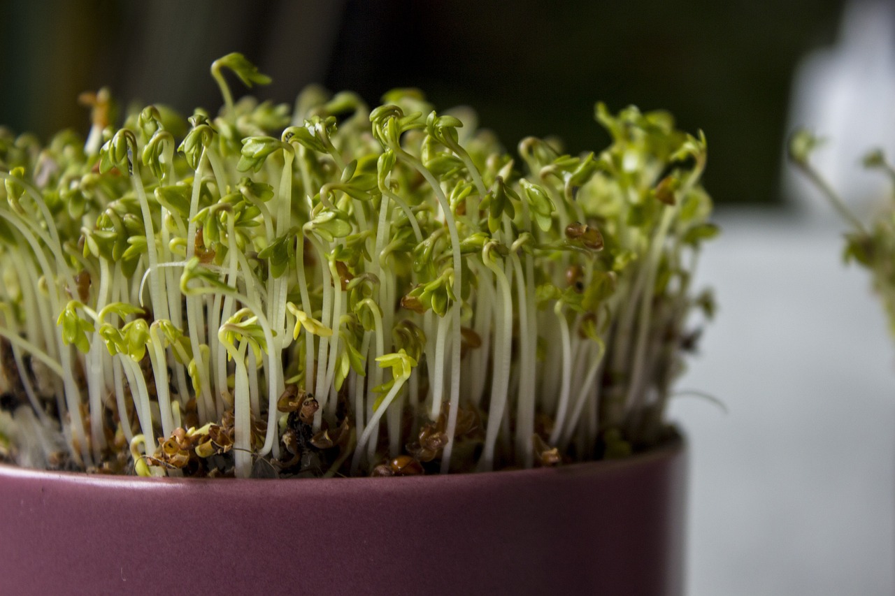 Indoor Vegetable Garden